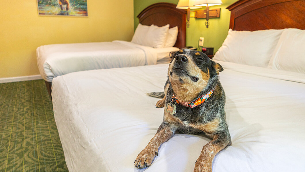 Dog Friendly Lodging at Massanutten Resort