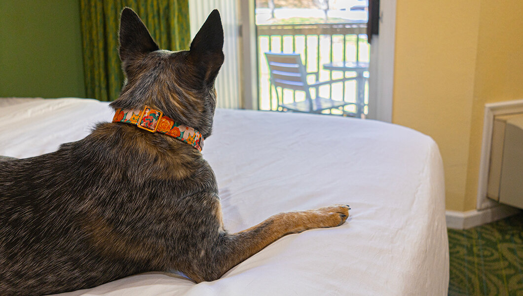 Dog Friendly Lodging at Massanutten Resort